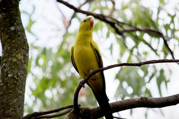 雌性摄政鹦鹉都是浅绿色的 它有黄色的肩带和一个狭窄的红色带穿过翅膀的中心和黄色的翅膀 它的后背和内翼都是深绿色的 — 图库照片