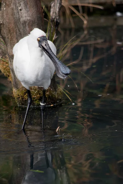 Cuillère Royale Est Grand Oiseau Mer Blanc Avec Bec Noir — Photo
