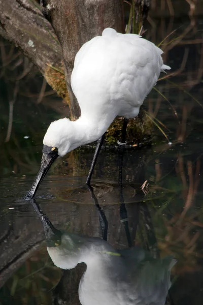 Spatola Reale Grande Uccello Marino Bianco Con Becco Nero Che — Foto Stock