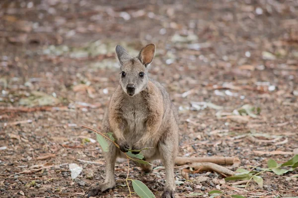 the tammar wallaby  has dark greyish upperparts with a paler underside and rufous-coloured sides and limbs. The tammar wallaby has white stripes on it face.