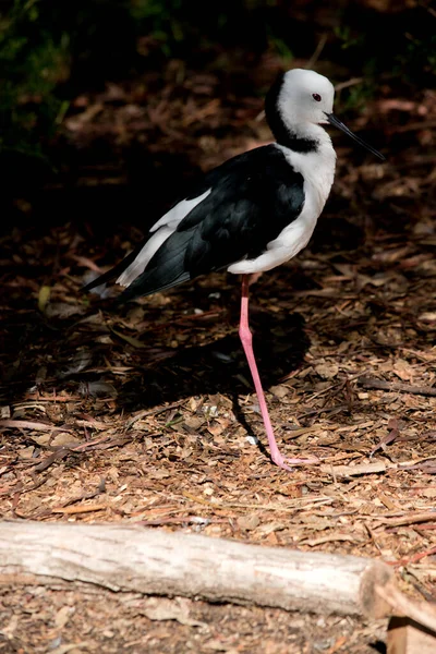 黑色的翼柄是一种黑色和白色的海鸟 腿是粉红色的 它的头是白色的 嘴是窄的 胸部是白色的 翅膀是黑色的 — 图库照片