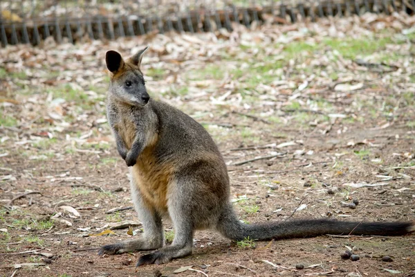 The swamp wallaby has long, coarse fur that is grey and brown in color with darker or black limbs and long tail.