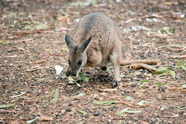 the tammar wallaby  has dark greyish upperparts with a paler underside and rufous-coloured sides and limbs. The tammar wallaby has white stripes on it face