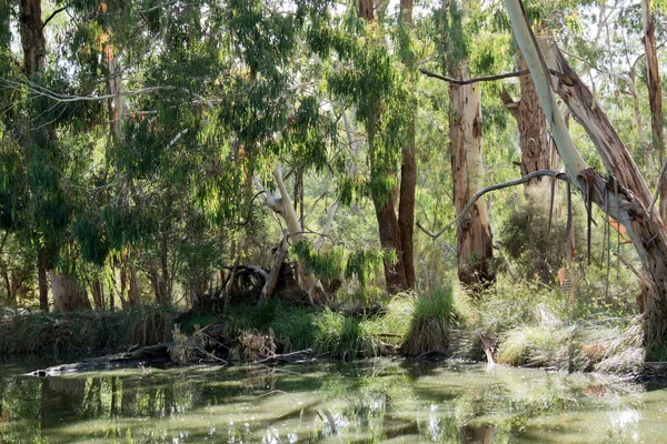 在澳大利亚 长矛是一个水坑 — 图库照片