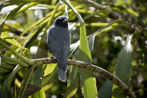 Woodswallow Browed Branco Pássaro Cinzento Com Uma Testa Branca Olho — Fotografia de Stock