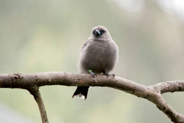 Woodswallow Small Fluffy Grey Bird — Stock Photo, Image