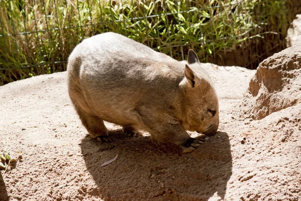 Los Wombats Nariz Peluda Tienen Piel Más Suave Orejas Más — Foto de Stock