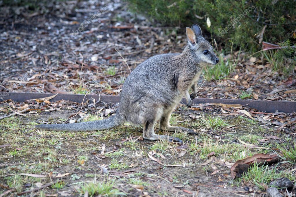 el tammar wallaby tiene partes superiores grisáceas oscuras con una parte inferior más pálida y