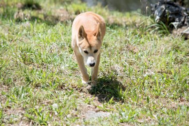 Dingolar doğal olarak bir tazı gibi zayıftırlar, büyük kulakları kalıcı olarak delinmiş ve kuyrukları genellikle beyaz uçlu olarak işaretlenmiştir.