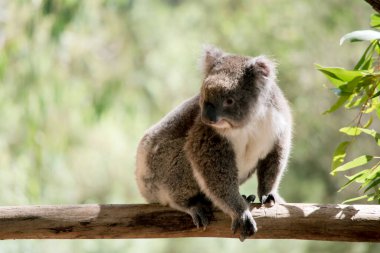 Koala 'nın büyük yuvarlak bir kafası, büyük tüylü kulakları ve büyük siyah bir burnu var. Kürkleri genellikle gri-kahverengidir. Göğsünde, iç kollarında, kulaklarında ve altında beyaz kürkleri vardır..