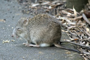 Uzun burunlu kertenkelelerin kuyrukları, kulakları ve sivri yüzleri diğer fare kangurularından daha kısadır..