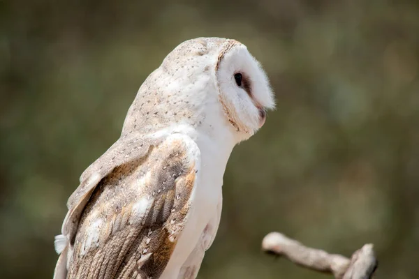 Barn Owls Have Distinctive Heart Shaped White Face Dark Eyes — 图库照片