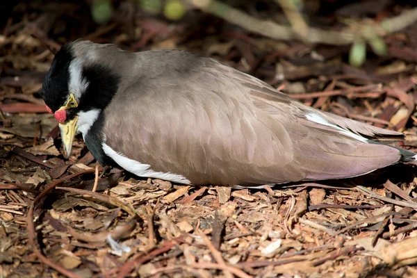 The Banded Lapwing is a large plover with a broad black breast band and white throat. The upperparts are mainly grey-brown with white underparts. There is a black cap and broad white eye-stripe, with a yellow eye-ring and bill and a small red wattle