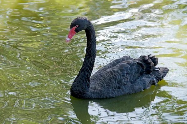 Black Swan Has Black Feathers Edged White Red Beak White — Stock Photo, Image