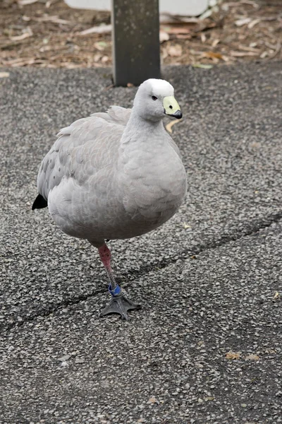 Cape Barren Goose Very Large Pale Grey Goose Relatively Small — Stock Photo, Image