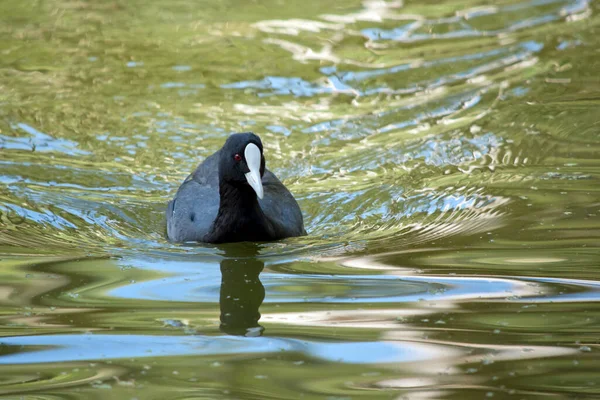 Der Blässhühner Ist Ein Schwarzer Seevogel Mit Weißem Frontschild — Stockfoto