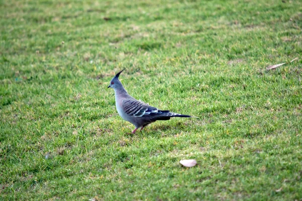 Crested Pigeon Stocky Pigeon Conspicuous Thin Black Crest Most Plumage — Stock Photo, Image