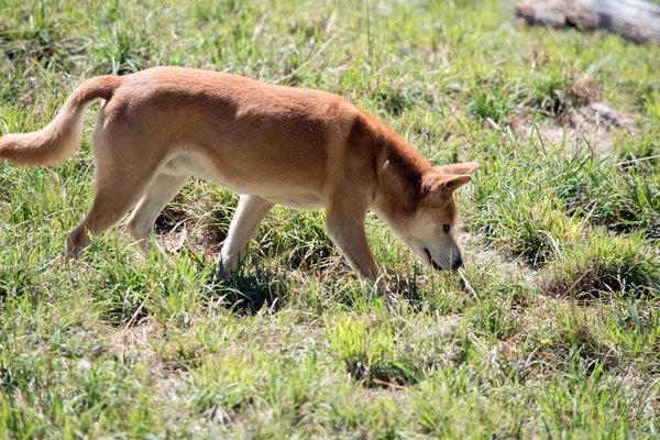 Los Dingos Son Naturalmente Magros Como Galgo Con Grandes Orejas — Foto de Stock