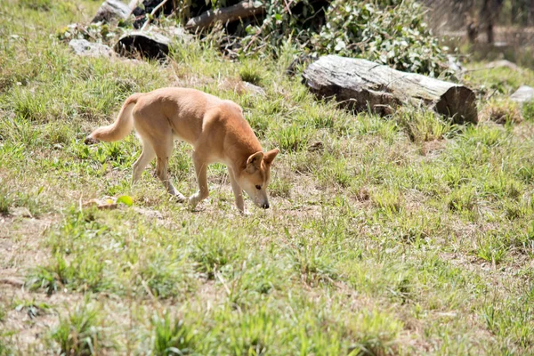 Dingo Naturalnie Chude Jak Chartów Dużymi Uszami Stałe Ukłute Ogony — Zdjęcie stockowe