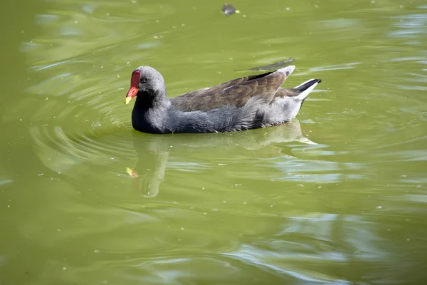Dusky Moorhen Water Bird Which Has All Black Feathers Orange — Stock Photo, Image