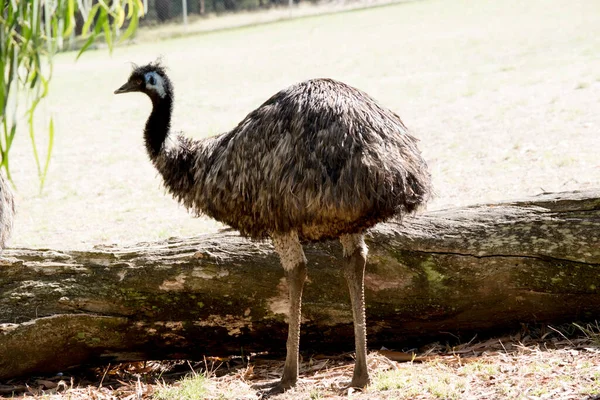 The Emu is a large bird. the emu is covered in primitive feathers that are dusky brown to grey-brown with black tips. The Emu\'s neck is bluish black and mostly free of feathers.