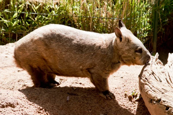 Hairy Nosed Wombats Have Softer Fur Longer More Pointed Ears — Stock Photo, Image