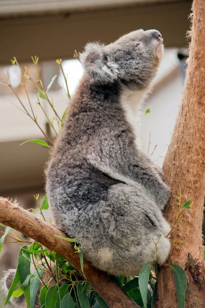 Koala Tiene Orejas Blancas Mullidas Ojos Marrones Una Gran Nariz — Foto de Stock