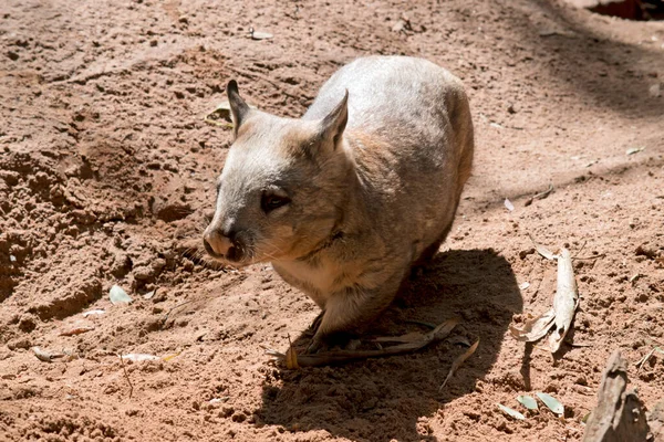 Kıllı Burunlu Wombat Daha Yumuşak Kürkü Daha Uzun Sivri Kulakları — Stok fotoğraf