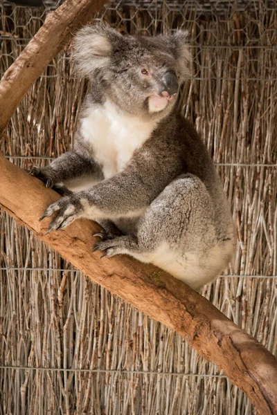 Koala Heeft Een Grote Ronde Kop Grote Harige Oren Grote — Stockfoto