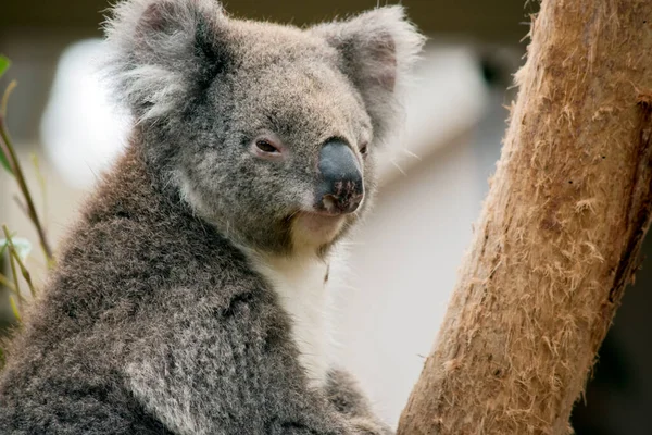 Koala Tiene Orejas Blancas Mullidas Ojos Marrones Una Gran Nariz —  Fotos de Stock