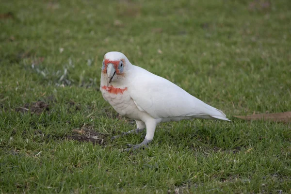 这只长长的小红帽是一只满脸通红 胸部蓝眼睛环绕着的白鸟 — 图库照片