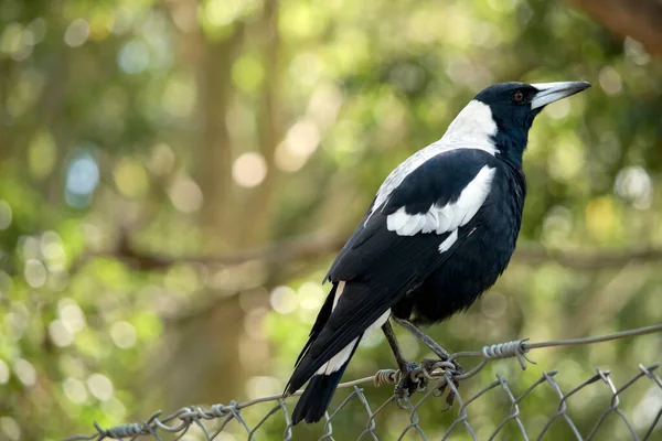 カササギは 光沢のある黒と鮮やかな白のマーキングを持つ独特の外観の鳥です 鳥は主に首の後ろに白と黒 その翼と尾の中にいくつかの白です — ストック写真