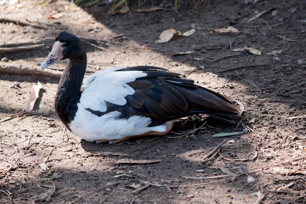 喜鹊鹅是一种黑白相间的海鸟 头部和颈部都是黑色的 身体是白色的 脖子是长长的 — 图库照片