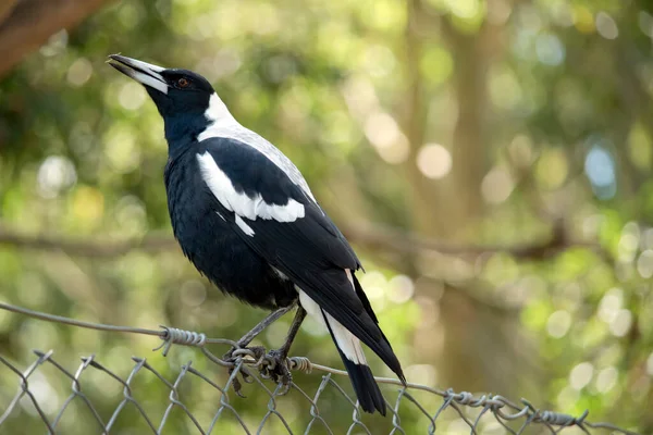 Die Elster Ist Ein Unverwechselbar Aussehender Vogel Mit Glänzend Schwarzen — Stockfoto