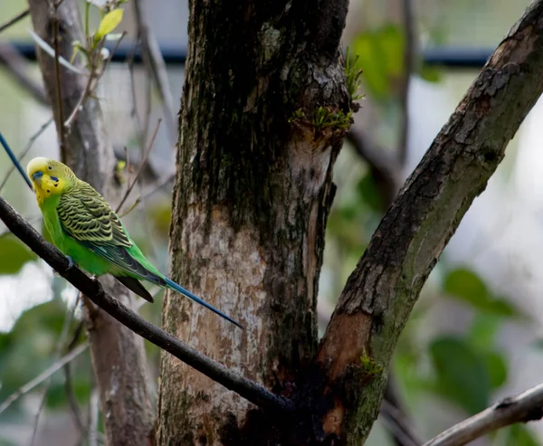Parakeets Pale Green Black Bars Backs Heads Wings Mature Parakeet — Stock Photo, Image