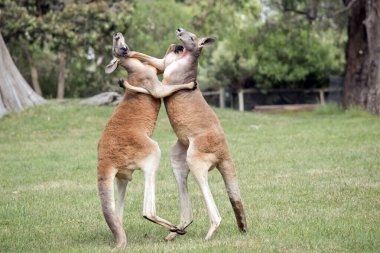 İki erkek kırmızı kanguru çetenin hakim konumu için savaşıyor.