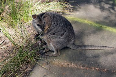 Tammar Valabi 'nin kesesinde bir Joey var. Kafası uçuyor.