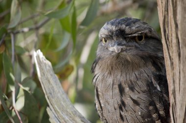 Tawny kurbağa ağzının benekli gri, beyaz, siyah ve paslı tüyleri ölü ağaç dallarını taklit etmelerine yardımcı olur. Tüyleri yumuşaktır, baykuşlarınki gibi.,