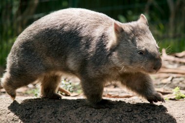 Wombat, yeraltına yuva yapan kahverengi ve gri bir keseli hayvandır.