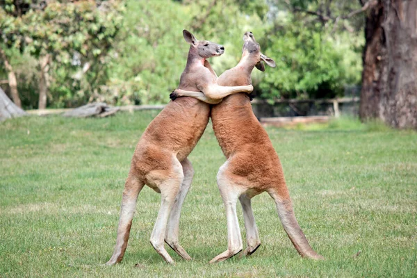 Two Male Red Kangaroos Fighting Dominant Position Mob —  Fotos de Stock