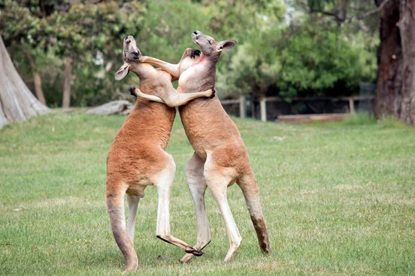 Two Male Red Kangaroos Fighting Dominant Position Mob — Fotografia de Stock