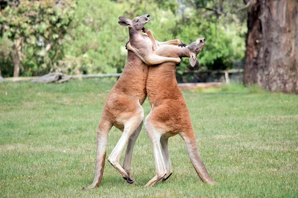 Two Male Red Kangaroos Fighting Dominant Position Mob — Stockfoto