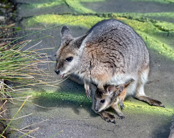 Tammar Wallaby Pequeño Marsupial Con Escudo Gris Brazos Bronceados Con — Foto de Stock