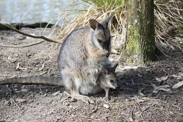 Wallaby Tammar Est Petit Marsupial Avec Manteau Gris Des Bras — Photo