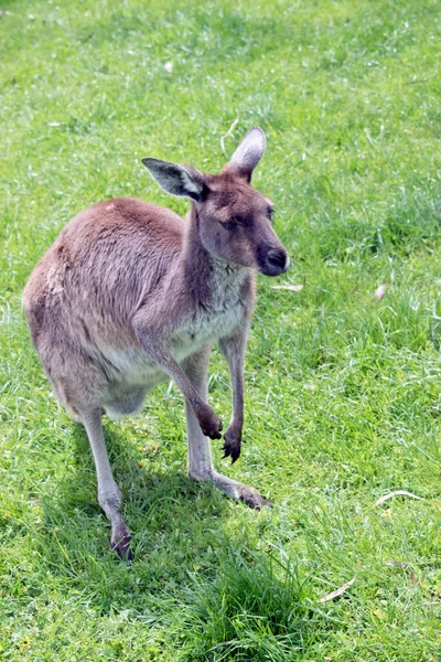 Das Westliche Graue Känguru Liegt Auf Einem Feld — Stockfoto