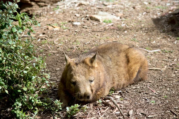 Wombat Nariz Peluda Está Descansando Suelo Sol — Foto de Stock
