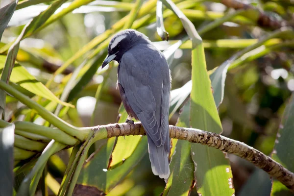Woodswallow Grey Bird Black Face White Eyebrow — Stock Photo, Image