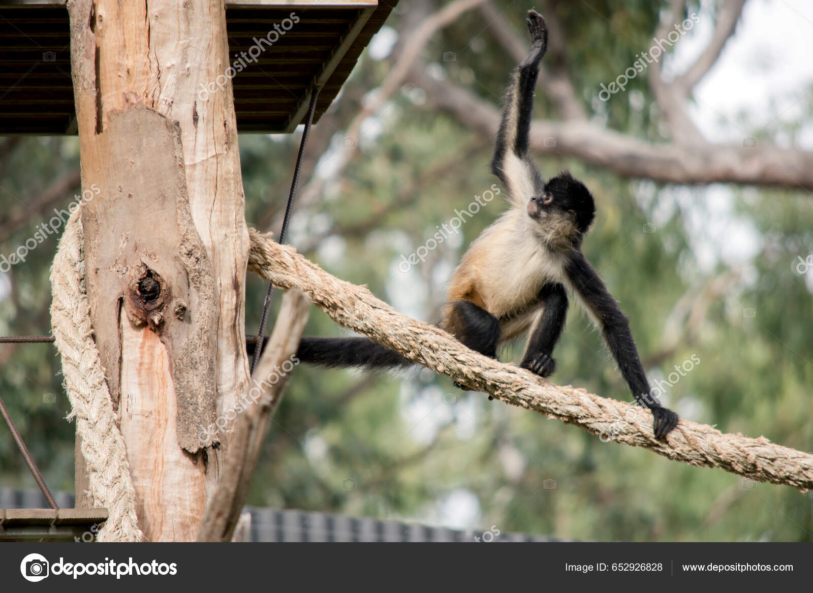 Foto de Preto Macacoaranha e mais fotos de stock de Macaco-aranha