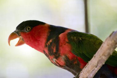 Siyah pelerinli lory 'nin siyah şapkası, kırmızı göğsü ve kanadında yeşil olan siyah omuzları vardır.