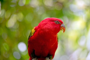 Geveze lory 'nin kırmızı bir vücudu ve yeşil kanatları var.